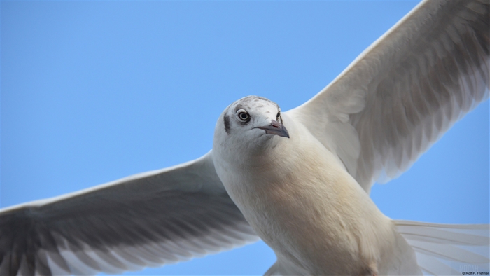 Seagull in flight against blue sky 4K