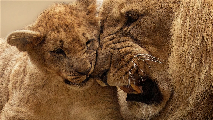 Lion Mother and Cub 4K