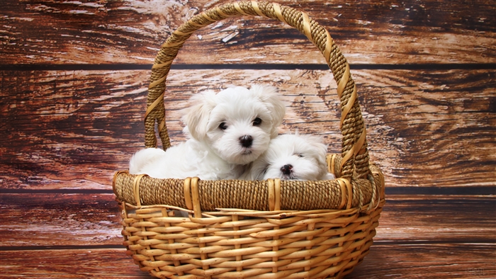 Two Maltese Puppies in a Basket 4K