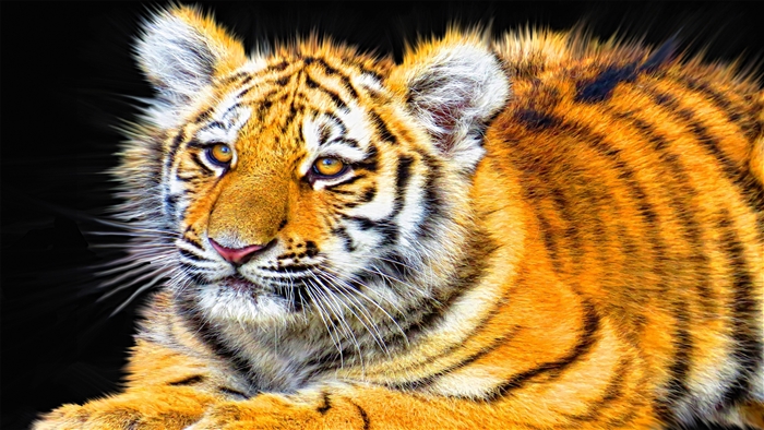 Tiger Cub
