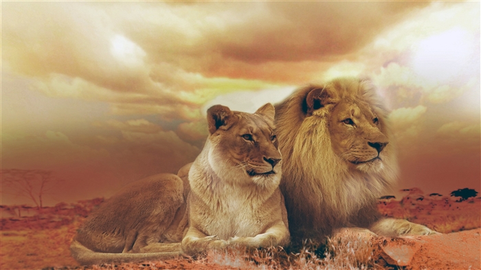 Male and Female Lions in Savannah Landscape 4K