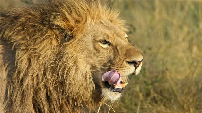 South African Lion licking its lips 4K