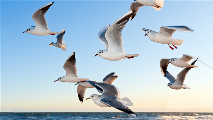 Seagulls flying over the ocean 4K
