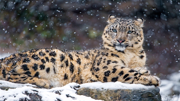Snow Leopard in Snow 4K