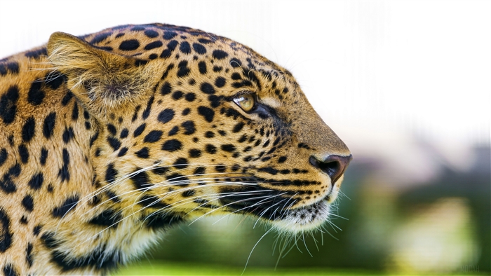Leopard close-up profile 4K