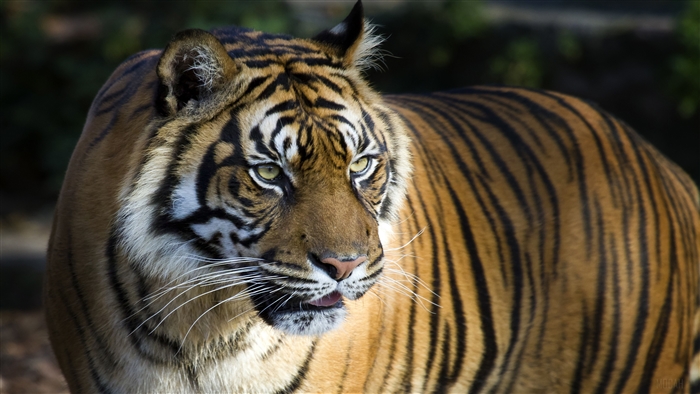 Bengal Tiger 4K