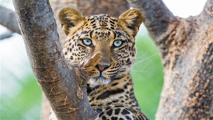 Beautiful Leopard