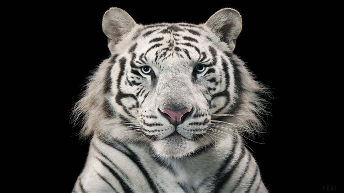White Bengal Tiger 4K