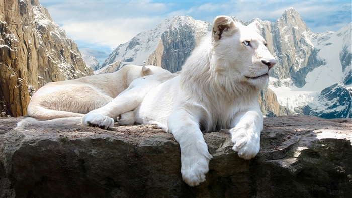 White lions in snowy mountains