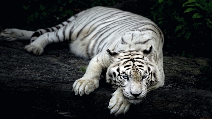 White Tiger Lying on Rocks 4K