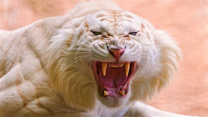 Roaring White Tiger
