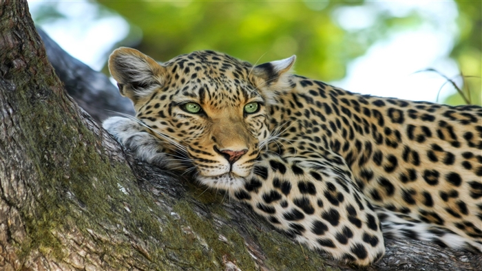 Leopard resting on a tree branch