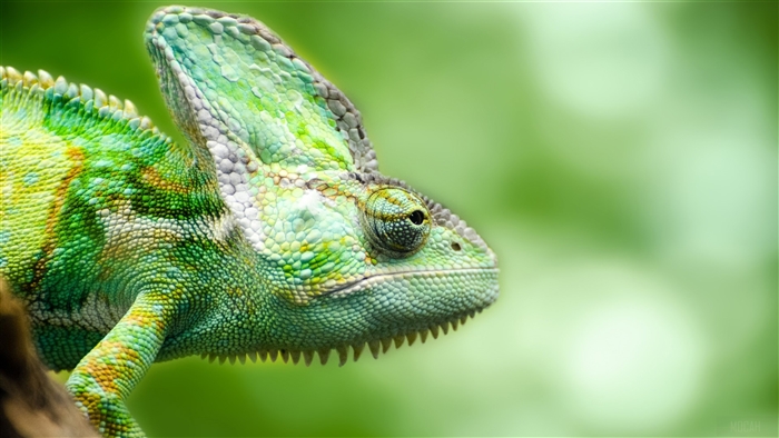 Chameleon in a forest 4K