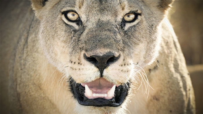 Lioness face close-up 4K