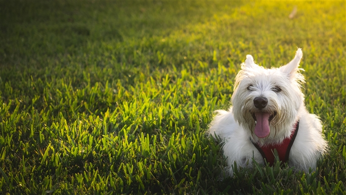Westie dog lying on grass in sunlight 4K