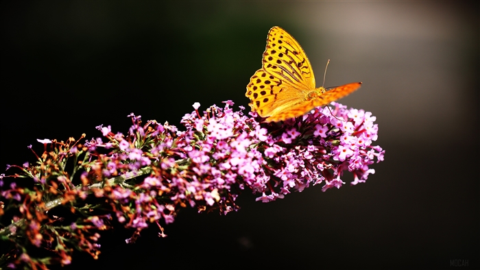 Butterfly in Botanic Garden