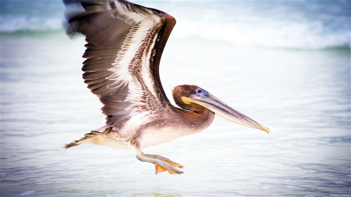 Pelican flying over water 4K