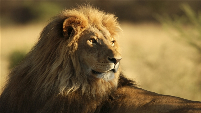 Male African Lion 4K