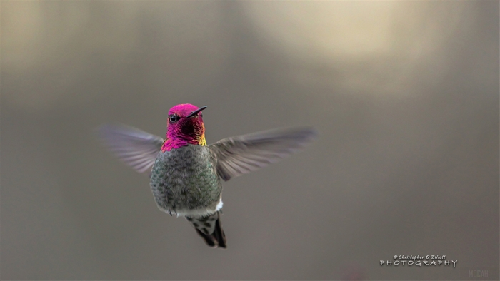 Anna's Hummingbird in Flight 4K