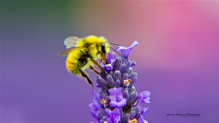 Bumblebee on Lavender in 4K