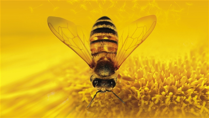 Bee on a yellow flower 4K