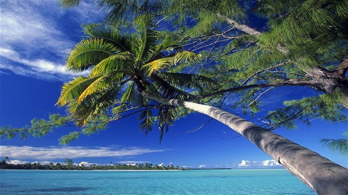 Palm tree over tropical ocean 4K