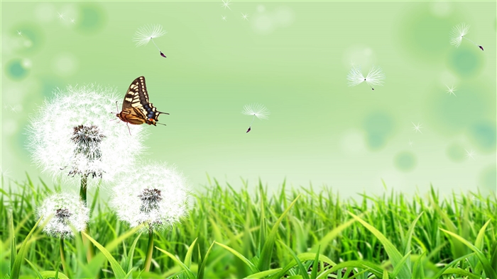 Butterfly on Dandelion in Green Field 4K