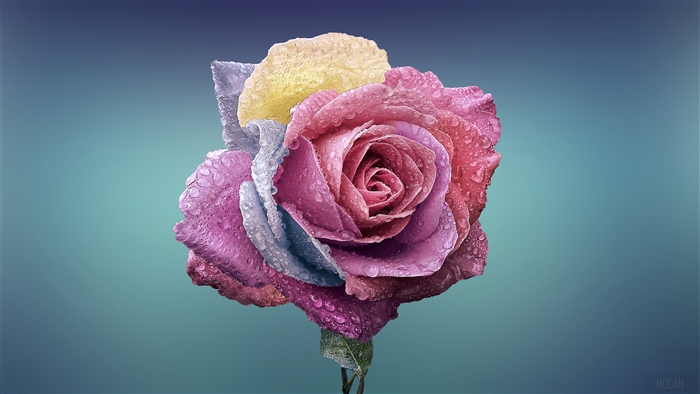 Colorful Rose with Water Droplets 4K
