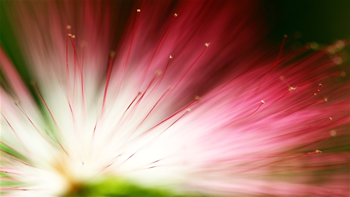 Close-up of a pink and red Eucalyptus flower