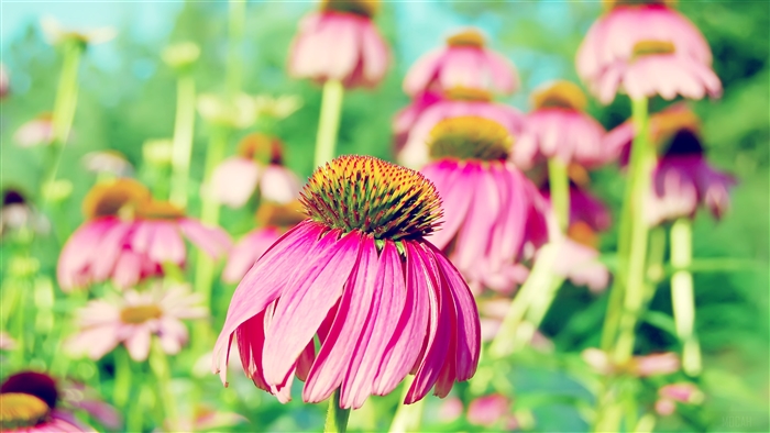 Purple Coneflower