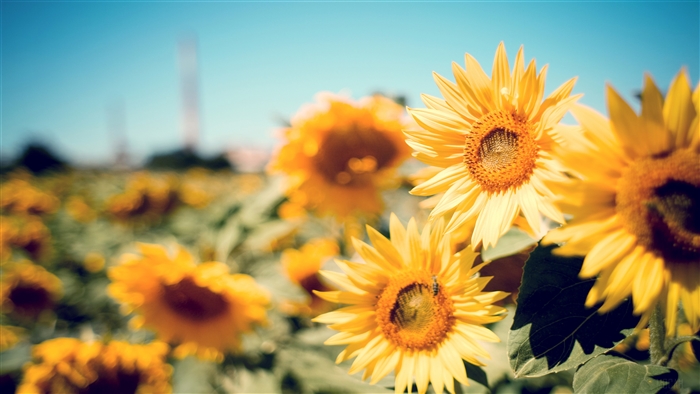 Sunflower Garden