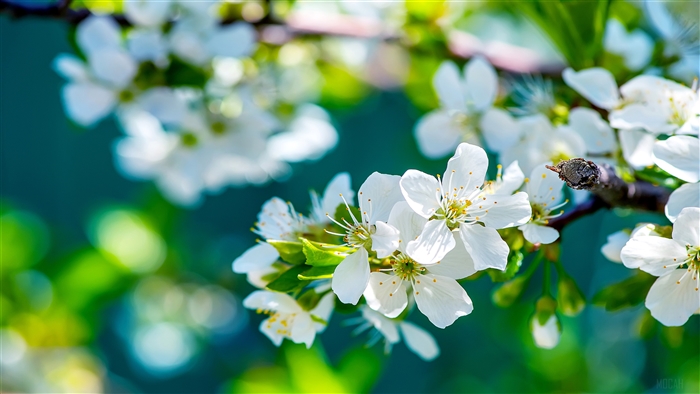 White Apple Flowers 4K