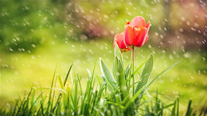 Red Tulips in Rain 4K