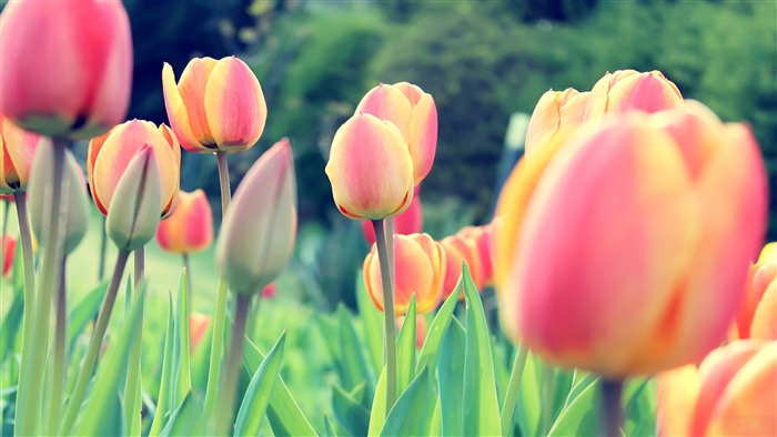 Easter Tulips