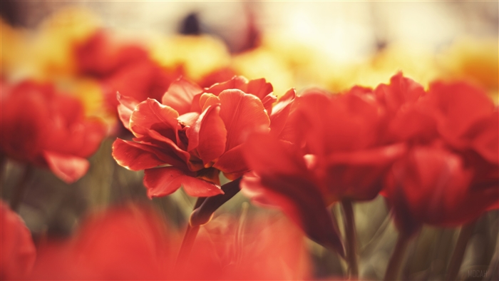 Macro shot of red tulips in 4K