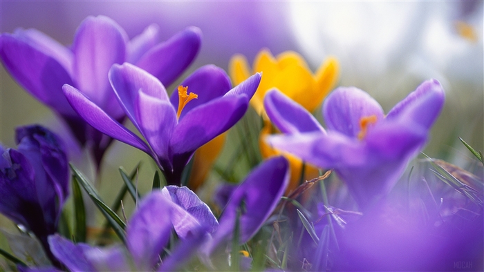 Purple and Yellow Crocuses 4K
