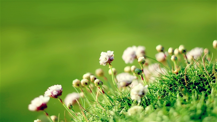 Close-up of small pink flowers on Anglesey