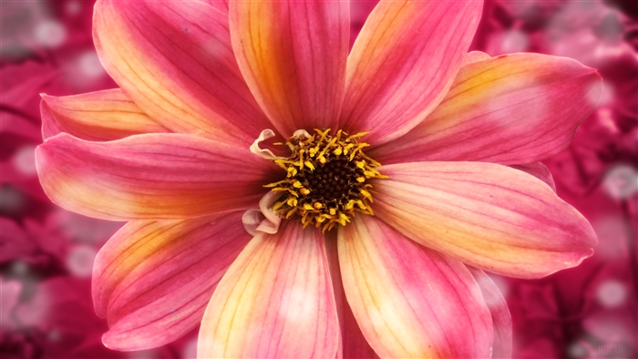 Amazing Flower