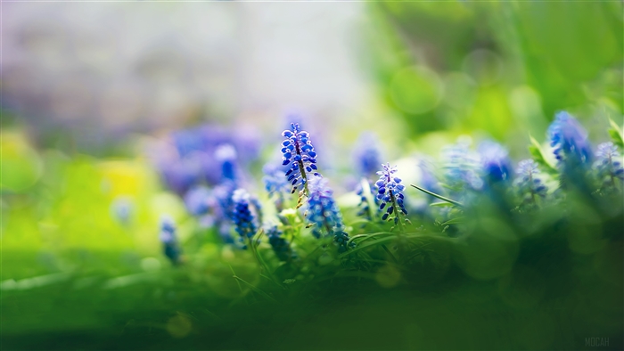 Muscari Flowers