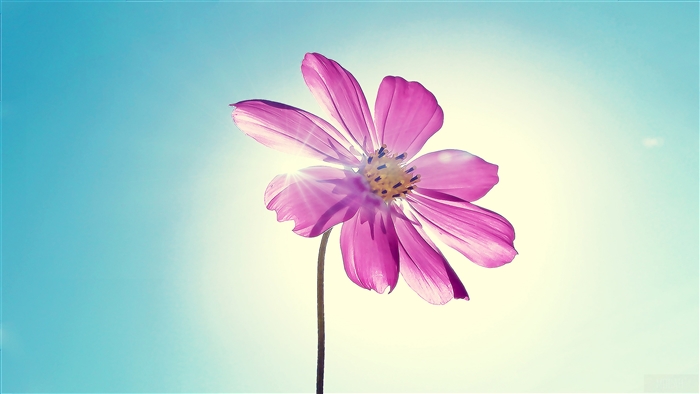 Purple Magenta Flower