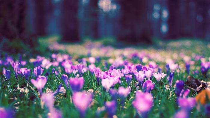 Spring Flowers in a Park 4K
