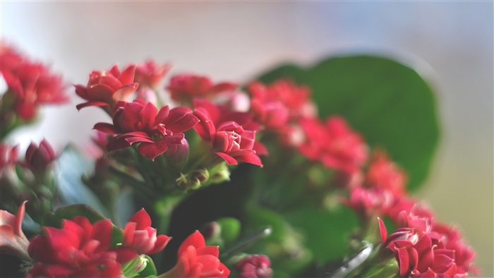 Beautiful Red Flowers