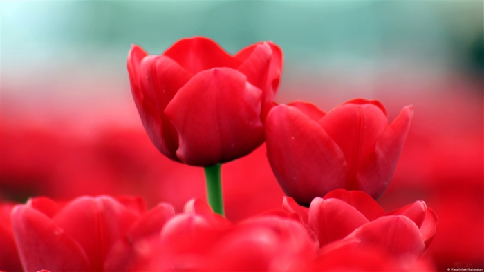 Red Tulips
