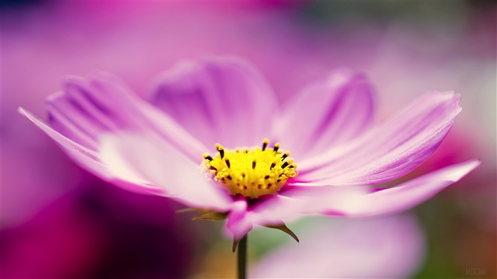 Purple Cosmos Flower