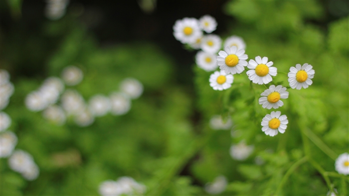 Floral Flowers