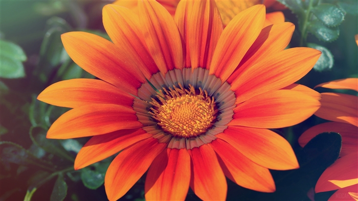 Orange Gazania Flower in 4K