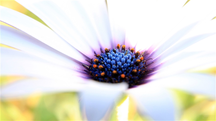 Close-up of a White Purple Flower 4K