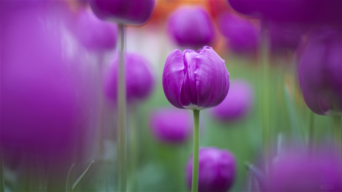 Purple Tulips
