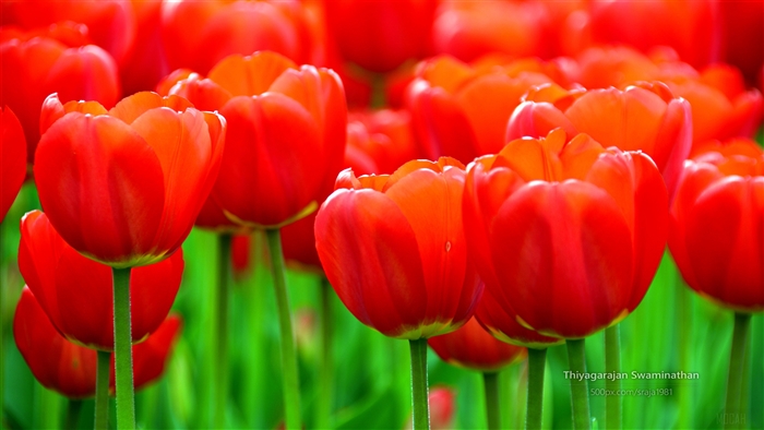 Red Tulips at Albany Tulip Festival 4K