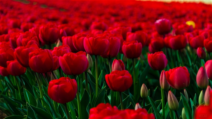 Field of Red Tulips 4K